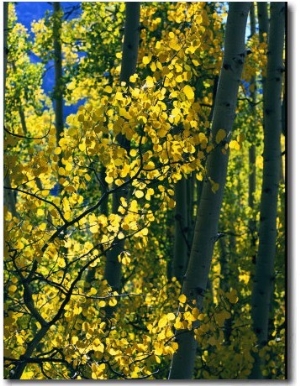 Sunlight Filters Through the Autumn Leaves of Aspen Trees