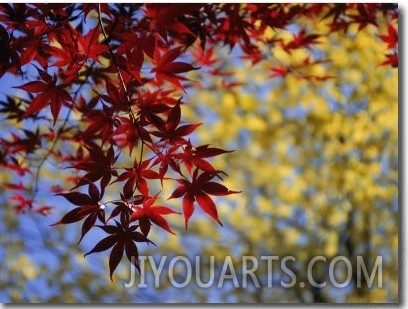 View of a Japanese Maple Branch and Leaves