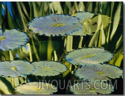 Water Lily Pads on the Surface of a Chicago Botanic Garden Pool