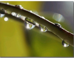 A Close up of Water Droplets on a Blade of Grass