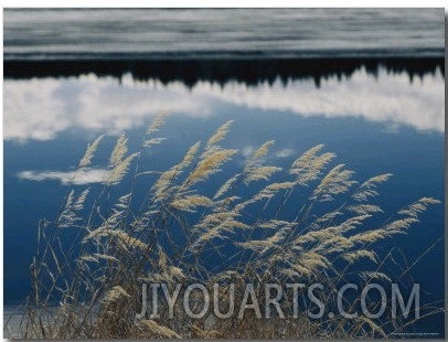 A Clump of Grasses is Framed by Reflections of Sky and Trees in the Lake