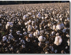 A Field of Fluffy Cotton Plants in North Carolina