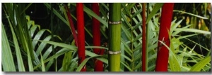 Bamboo Trees, Hawaii, USA
