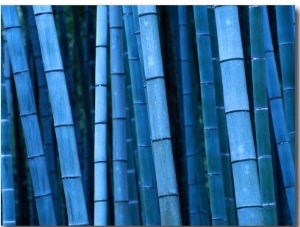 Bamboo, Kyoto, Japan