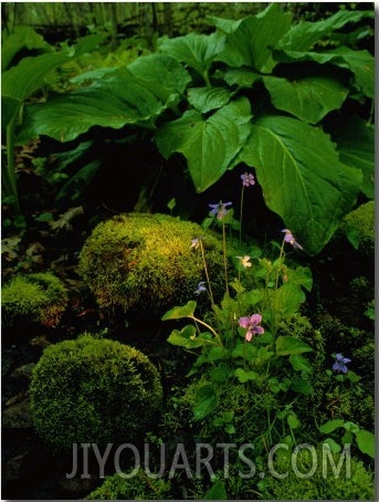 Blue Violets, Mosses, and Skunk Cabbage in a Red Maple Swamp