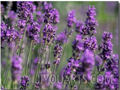 Close Up of Lavender, Holland Park, London, England, United Kingdom