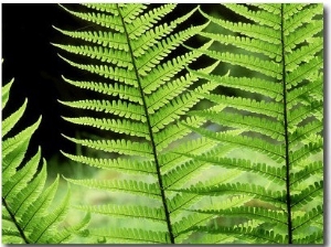 Ferns, Male, Scotland