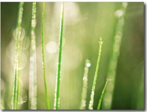 Morning Dew on Grass Leaves