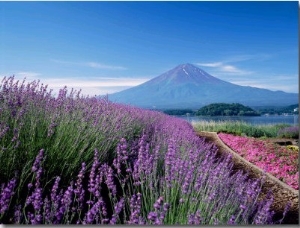 Mt. Fuji and a Lavender Bush