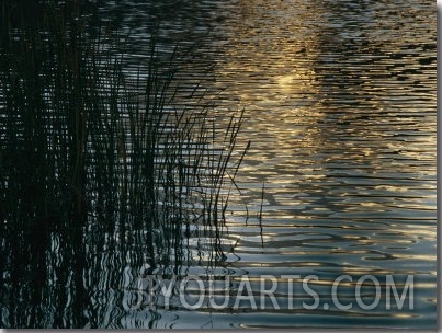 Sunlight Reflects on Rippled Water with Silhouetted Grasses