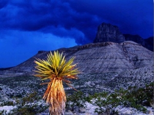 Yucca with Thunderstorm in Background, Guadalupe Mountains National Park, Texas