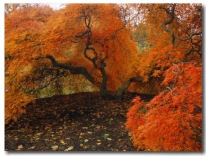 A Japanese Maple in Fall Foliage on the Grounds of the Biltmore