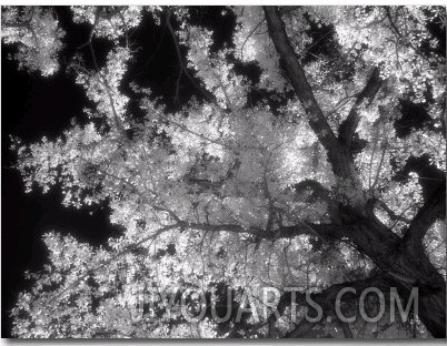 Black and White Infrared Image of Trees, Colorado NM, CO