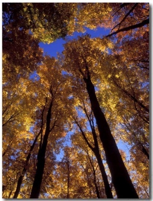 Blue Sky Through Sugar Maple Trees in Autumn Colors, Upper Peninsula, Michigan, USA