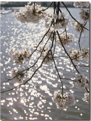 Close View of Cherry Blossoms