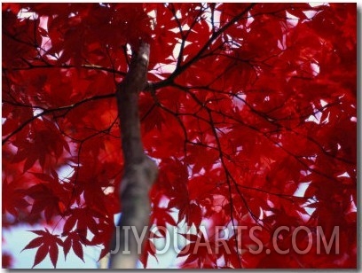 Close View of Red Maple Leaves