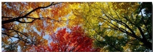 Colorful Trees in Fall, Autumn, Low Angle View