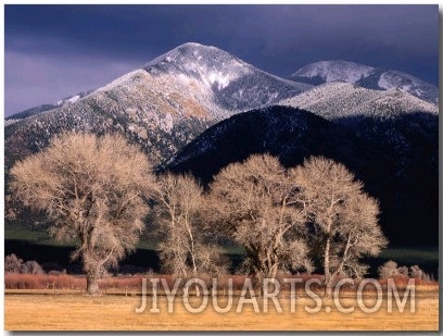 Cottonwoods and Mountaintops in Winter, Taos, New Mexico, USA