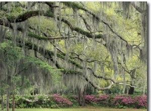 Live Oak Tree Draped with Spanish Moss, Savannah, Georgia, USA