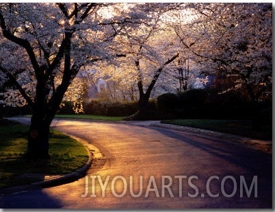 Sunset and Cherry Trees in Bloom