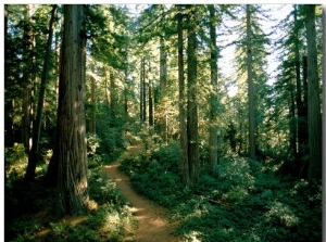 Woodland Path Winding Through a Grove of Sequoia Trees