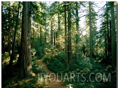 Woodland Path Winding Through a Grove of Sequoia Trees