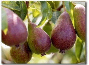 Pear (Pyrus Glou Morceau), Close up of Purple Fruits Growing on the Tree