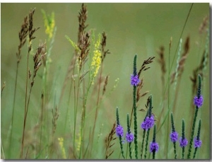 Prairie Grasses and Prairie Flowers