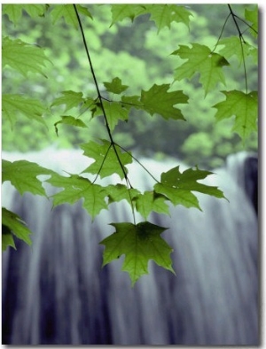 Maple Leaves against a Waterfall Backdrop