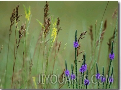 Prairie Grasses and Prairie Flowers