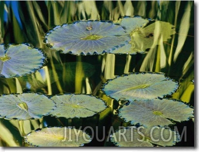 Water Lily Pads on the Surface of a Chicago Botanic Garden Pool