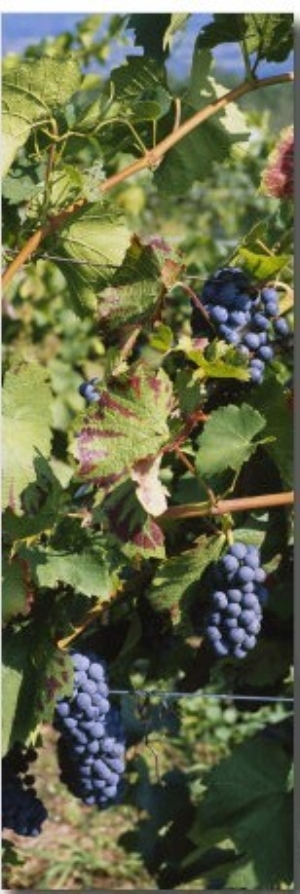 Close Up of Red Grapes in a Vineyard, Finger Lake, New York, USA