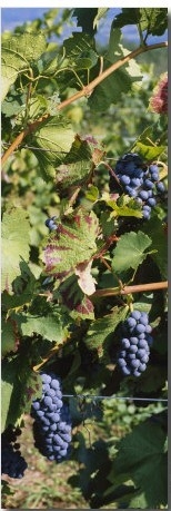 Close Up of Red Grapes in a Vineyard, Finger Lake, New York, USA