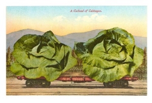 Giant Cabbages on Flatbed