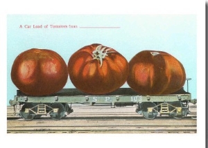 Giant Tomatoes on Flatbed