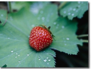 A Ripe Red Strawberry Lying on a Leaf