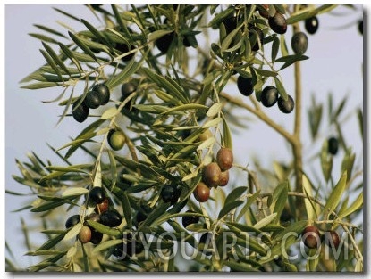 Close View of Olive Tree Branches