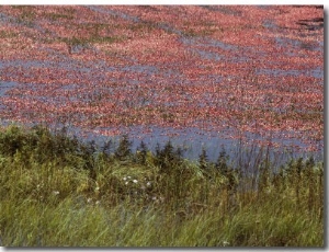 Floating Cranberries Turn a Bog Pinkish Red