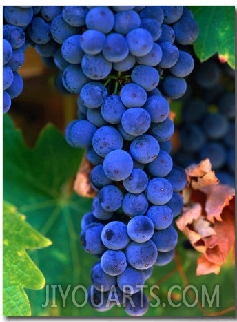 Grapes, Barossa Valley, Australia