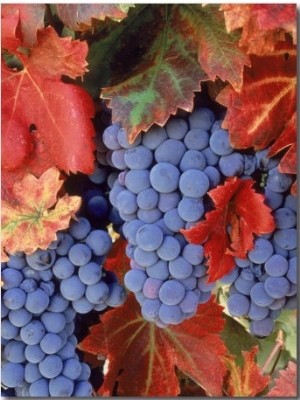 Zinfandel Grapes on Vine with Gold Fall Foliage, CA
