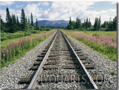 Alaska Railroad Tracks Lined on Either Side by Pink Fireweed