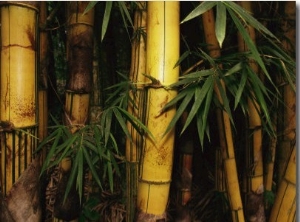 A Bamboo Thicket
