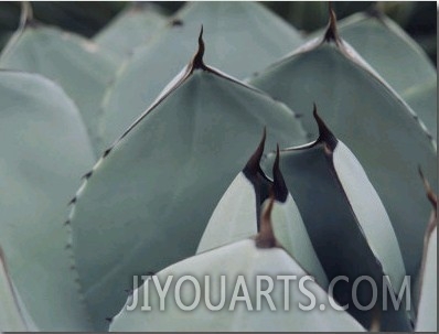 A Close View of Agave Leaves