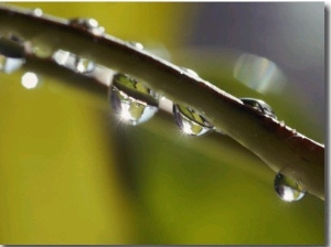 A Close up of Water Droplets on a Blade of Grass
