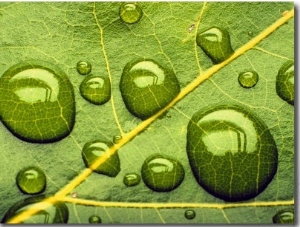 Acid Rainrain Drops on Leaf