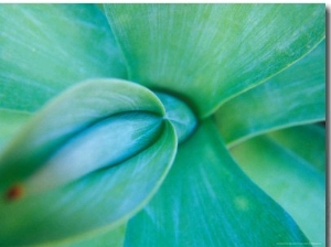 Agave Plant Detail, University of North Carolina at Charlotte Botanical Gardens, North Carolina, US