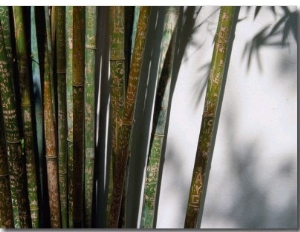 Bamboo Plants at Chinese Friendship Gardens, Darling Harbour Sydney, New South Wales, Australia