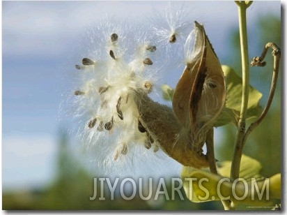 Close View Detail of a Milkweed Seed Pod Bursting