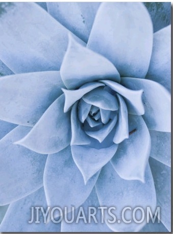 Close Up of Blue Green Echeveria Succulent Plant, California