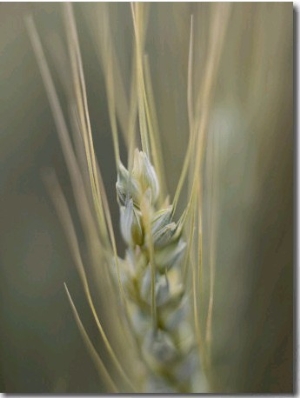 Close up of the Head of a Wheat Plant